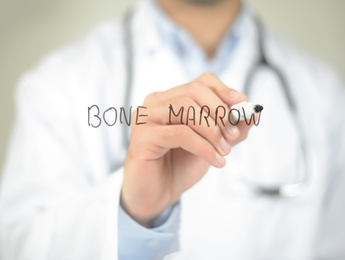 Bone marrow: Its Functions And Importance